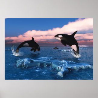 Killerwale in der Arktis Poster