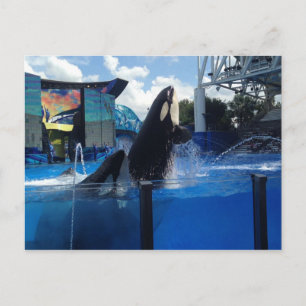 Killerwale in Florida Postkarte