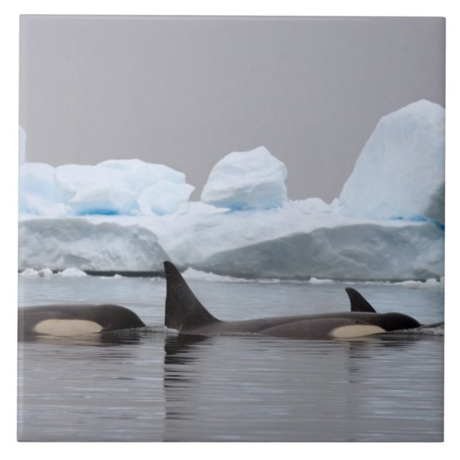 Killerwale (Orcas), Orcinus orca, Pod Fliese (Vorderseite)