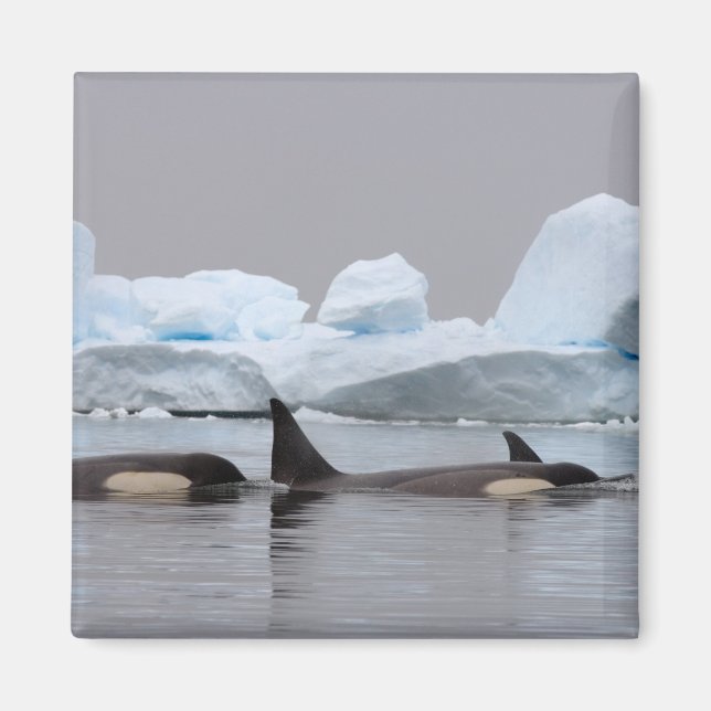 Killerwale (Orcas), Orcinus orca, Pod Magnet (Vorne)