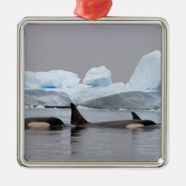 Killerwale (Orcas), Orcinus orca, Pod Ornament Aus Metall