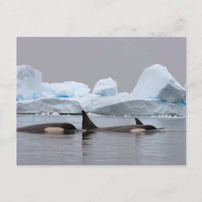 Killerwale (Orcas), Orcinus orca, Pod Postkarte (Vorderseite)