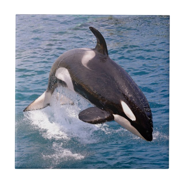 Killerwale springen aus dem Wasser Fliese (Vorderseite)