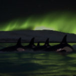 Killerwale Unter der Aurora - Orca Puzzle<br><div class="desc">Tauchen Sie ein in das Geheimnis und die Schönheit des Ozeans und des Polarlichts mit diesem atemberaubenden Puzzle mit einem Nachts-Puzzle mit Orcas, während ein atemberaubendes Polarlicht ein grünes Licht auf das dunkle Wasser unten wirft. Mit bis zu 1014 Stücken stellt dieses Rätsel eine Herausforderung dar, die sowohl befriedigend als...</div>