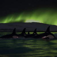 Killerwale Unter der Aurora - Orca