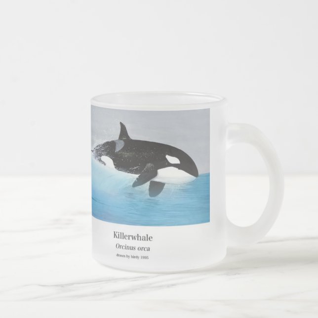Killerwhale , Orcinus orca Mattglastasse (Rechts)