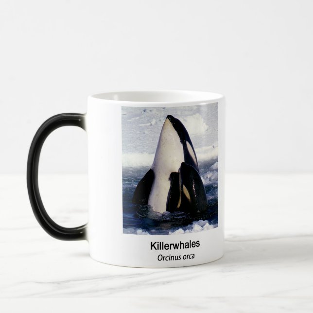 Killerwhale , Orcinus orca Verwandlungstasse (Links)