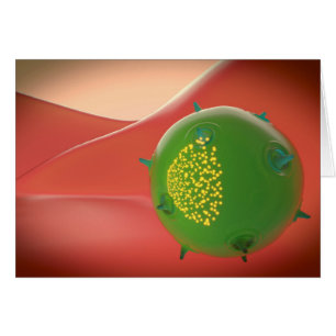 Killerzelle des inatalen Immunsystems