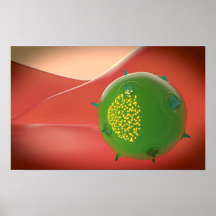 Killerzelle des inatalen Immunsystems Poster