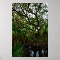 Kilpatrick Hammock, Kissimmee Prairie Preserve, FL