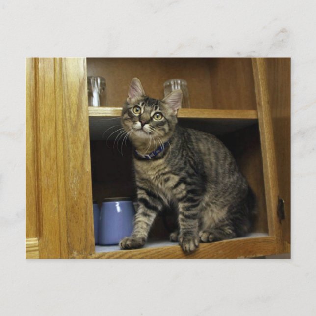 Kimber auf der Postkarte (Vorderseite)