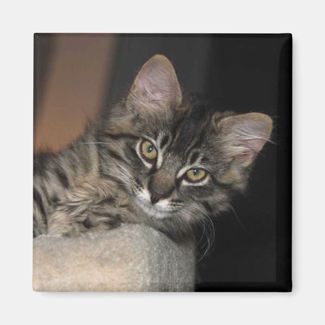 Kimber Chillin' Kitten Magnet (Vorne)