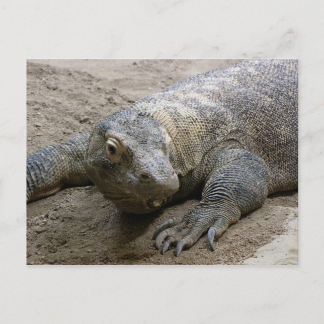 Kimodo Dragon Postkarte (Vorderseite)