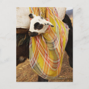 Kind in einem Saddlebag Postkarte