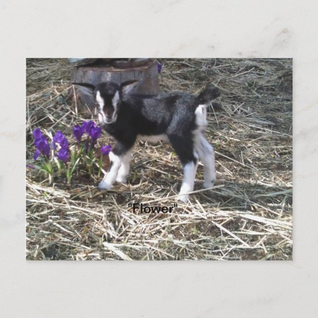 Kind mit Namen Blumen Postkarte (Vorderseite)