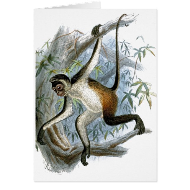 Kinderkarte des Affen CC0366 (Vorne)