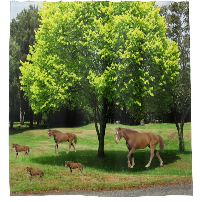 Kinderpferde duschen Vorhang (Vorderseite)