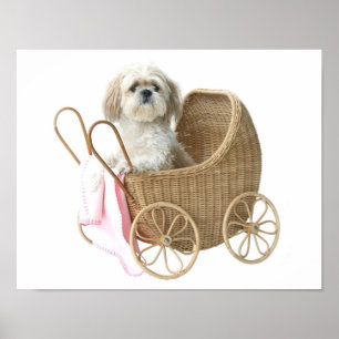 Kinderwagen Shih Tzu Poster