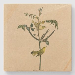 Kinderwagler von Audubons Vögeln in Amerika Steinuntersetzer