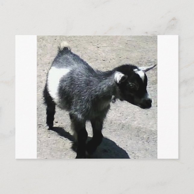 Kinderziege im Zoo-Bild Postkarte (Vorderseite)