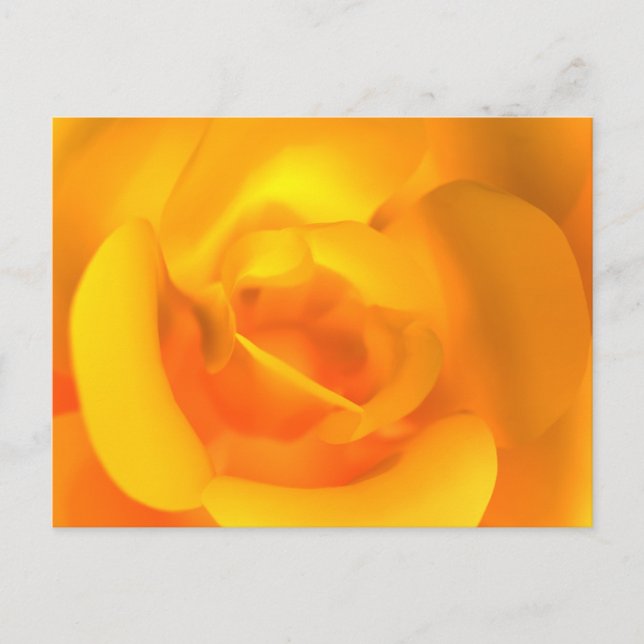 Kindle Rose Postcard Postkarte (Vorderseite)