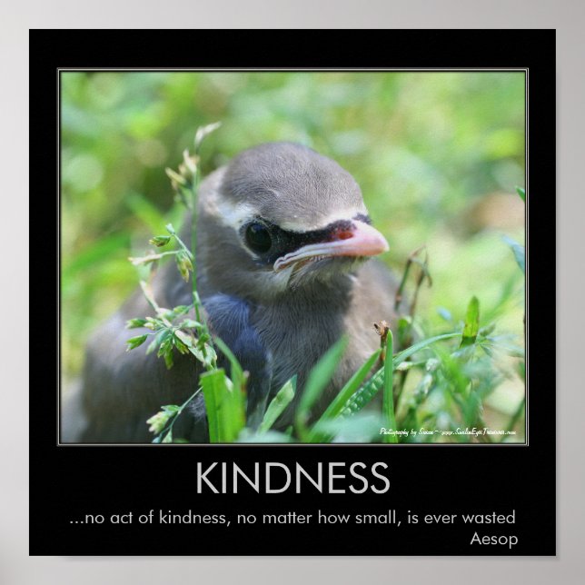 Kindness Baby Bird Inspiration Poster (Vorne)