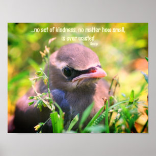 Kindness Quote Baby Bird Inspiration Poster