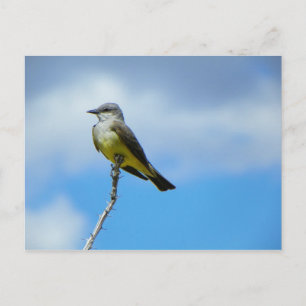 King Bird Postkarte