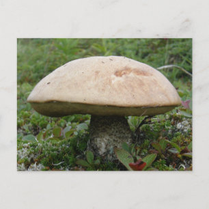 King Boletus Mushroom auf der Insel Unalaska Postkarte