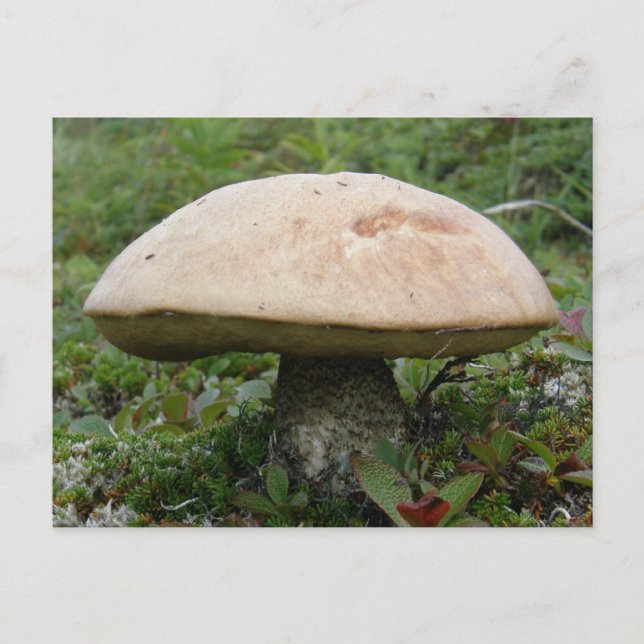 King Boletus Mushroom auf der Insel Unalaska Postkarte (Vorderseite)