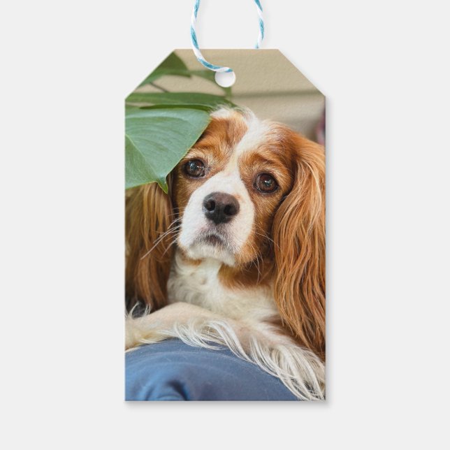 King Charles Cavalier Gift Tag Geschenkanhänger (Vorderseite)