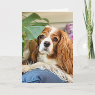 King Charles Cavalier Grußkarte Karte