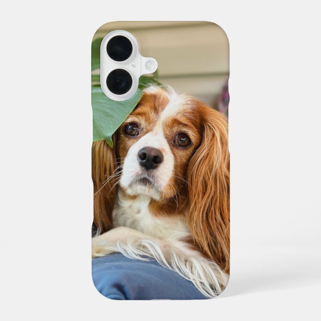 King Charles Cavalier iPhone Case 16 Hülle (Rückseite)