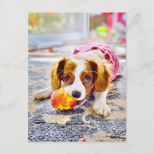 King Charles Cavalier Puppy Postcard Postkarte