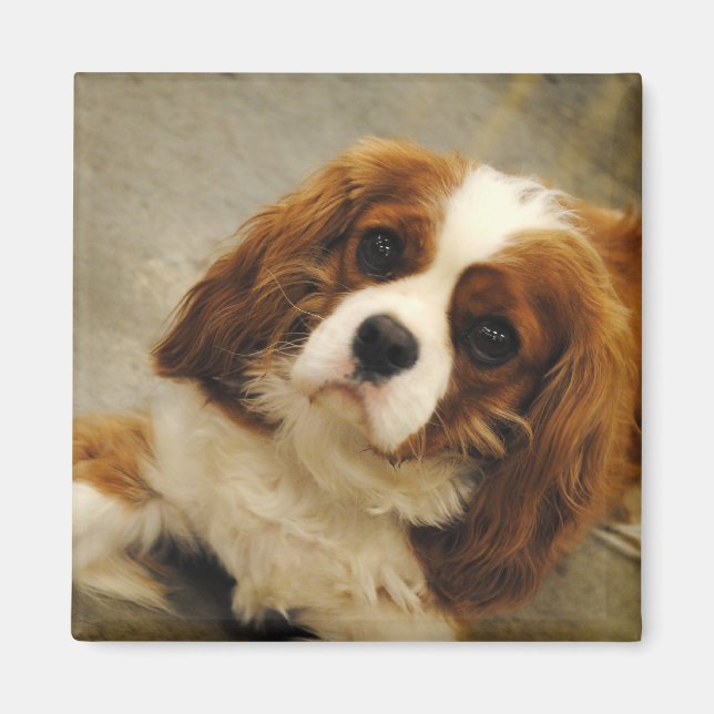 King Charles Cavalier Spaniel Magnet (Vorne)