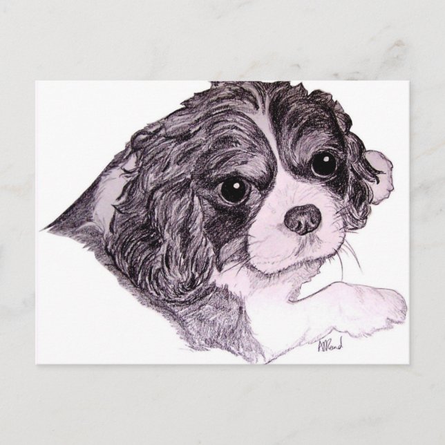 King Charles Cavalier Spaniel Postcard Postkarte (Vorderseite)
