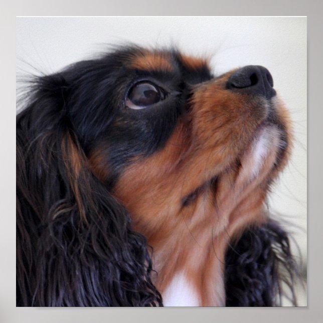 King Charles Cavalier Spaniel Puppy Poster (Vorne)
