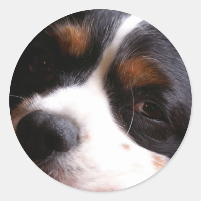 King Charles Cavalier Spaniel Sticker (Vorderseite)