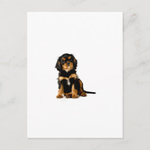 King Charles Spanel Black & Tan Postkarte