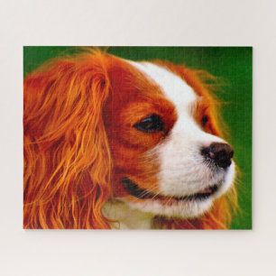 King Charles Spaniel Hund. Puzzle