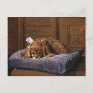 King Charles Spaniel Postkarte