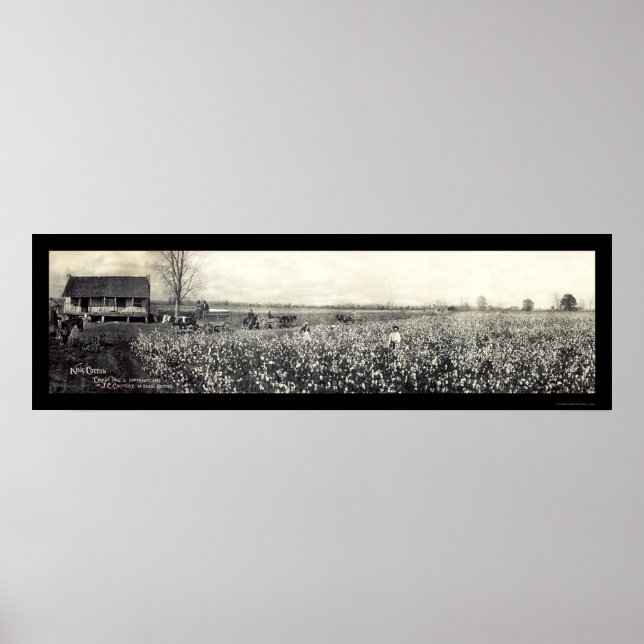 King Cotton Picking Foto 1907 Poster (Vorne)