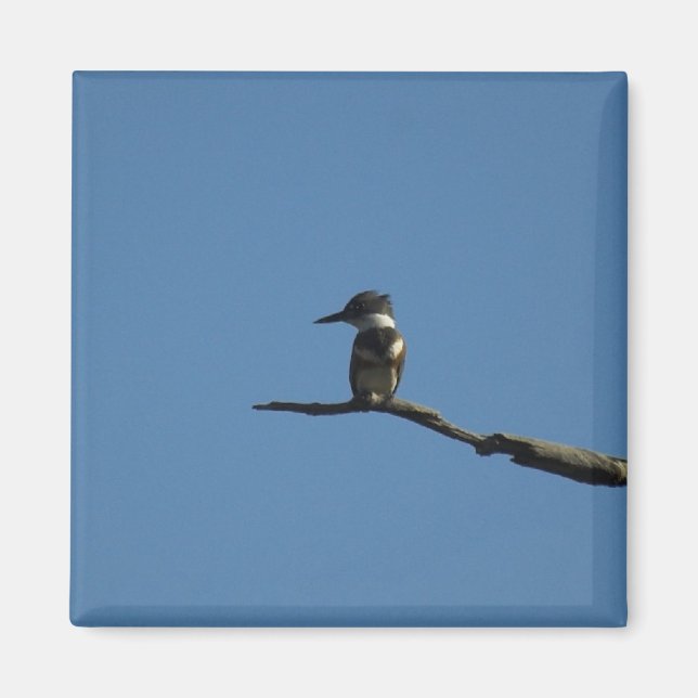 King Fisher Magnet (Vorne)