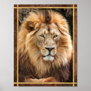 King Lion Fotograf Poster