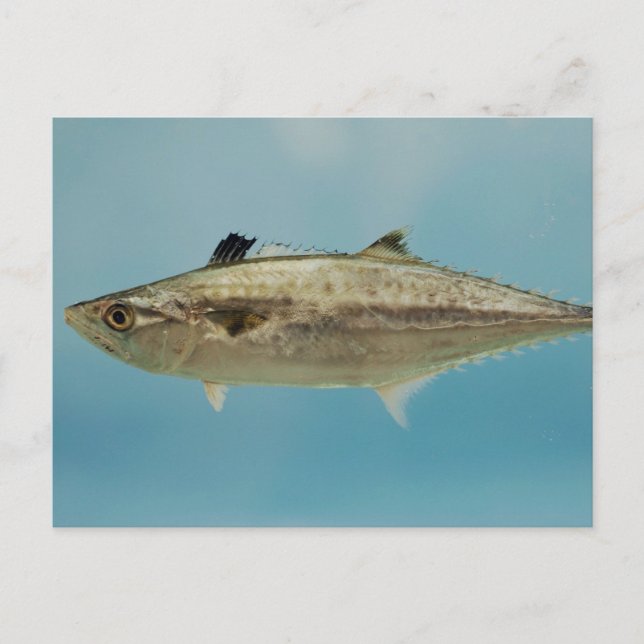 King Mackerel Postkarte (Vorderseite)