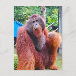 King Orangutan Tom im Lager Leakey Postkarte