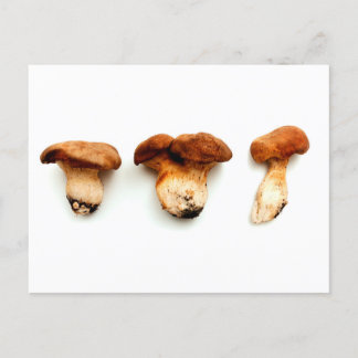 King oyster mushroom postkarte
