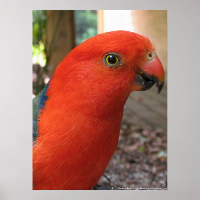 King Parrot - Australian Native Bird Series Poster (Vorne)