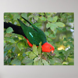 King Parrot Poster