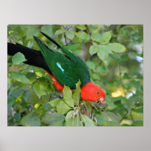 King Parrot Poster